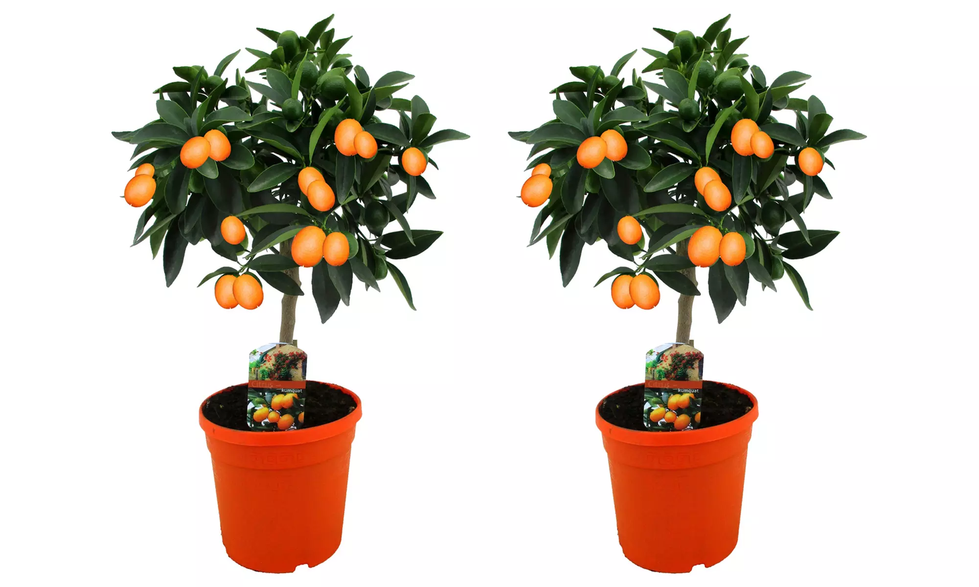 1x oder 2x Kumquatbaum "Fortunella margarita" - Second Medium