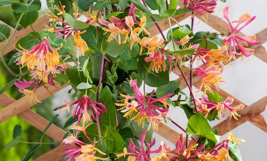 Image 5: Lonicera "American Beauty"