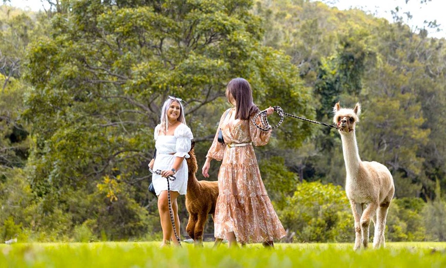 Image 5: Therapeutic Alpaca Visits and Family-Friendly Fun at Mountview Farm