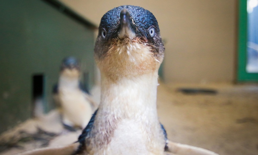 Image 10: Ballarat Wildlife Park Pass