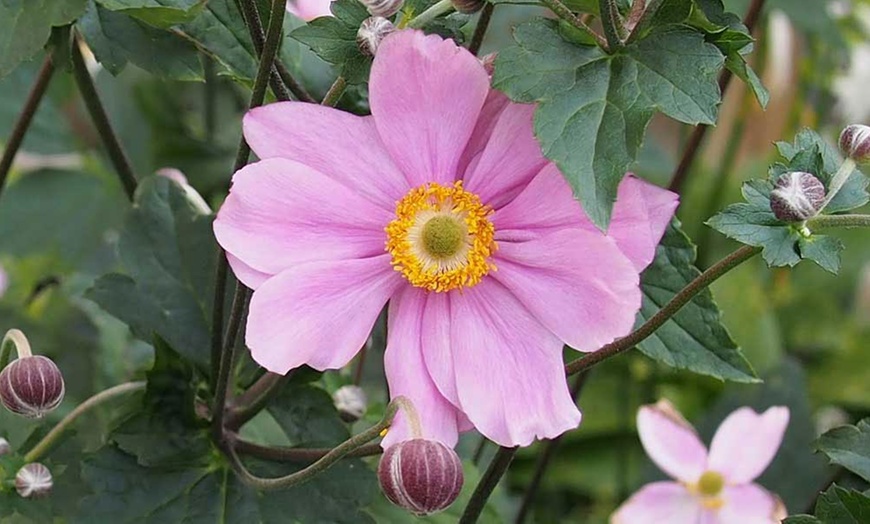 Image 3: Anemone Serenade Plug Plant