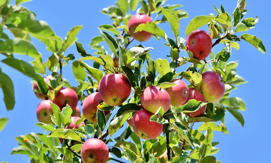 Image 3: Set van 3 XXL Jonagold appelbomen