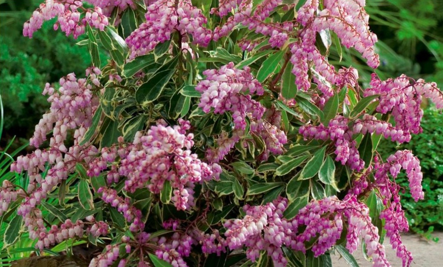 Image 5: 5-Plant Evergreen Pieris Plants