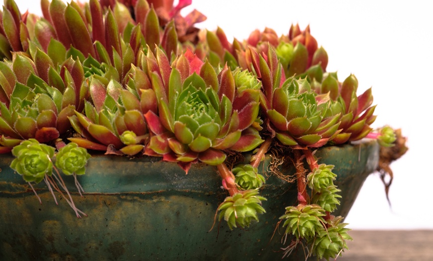 Image 4: 10 plantes Sempervivum