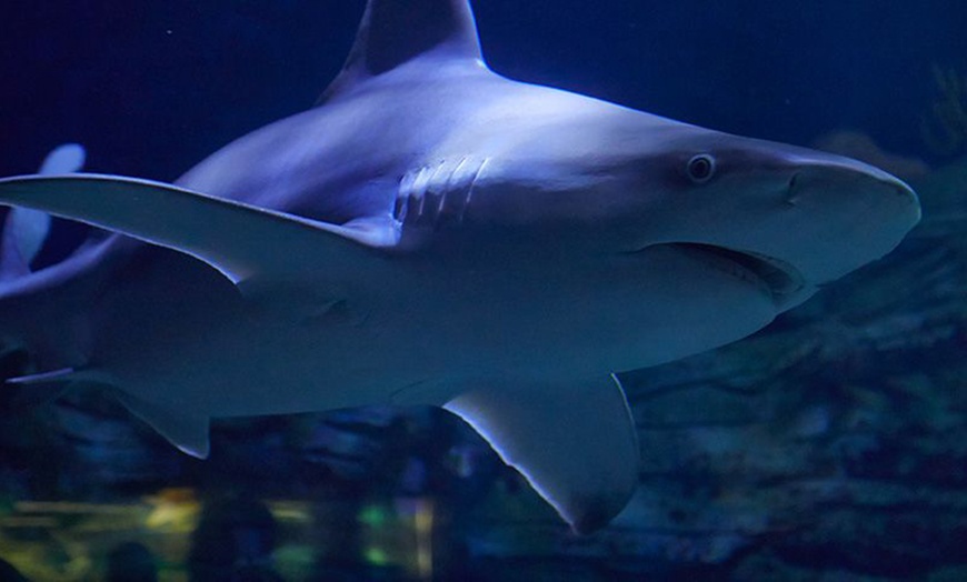 Image 5: 2 entradas para 1 día en el Oceanogràfic Valencia