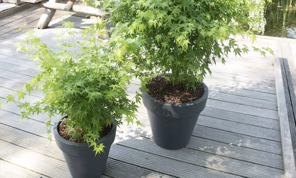 Set de 4 érables du Japon