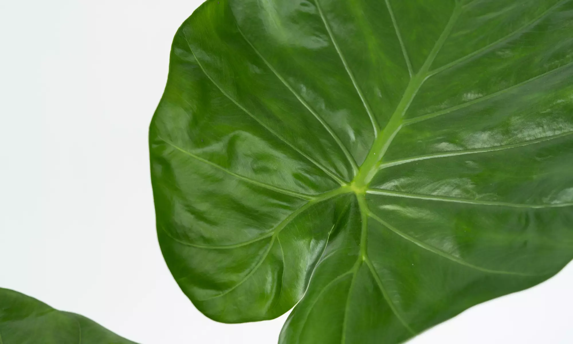 1x oder 2x Riesenblättriges Pfeilblatt - Second Medium