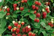 Hasta 40 plantas de exterior Fresas trepadoras - Image 6