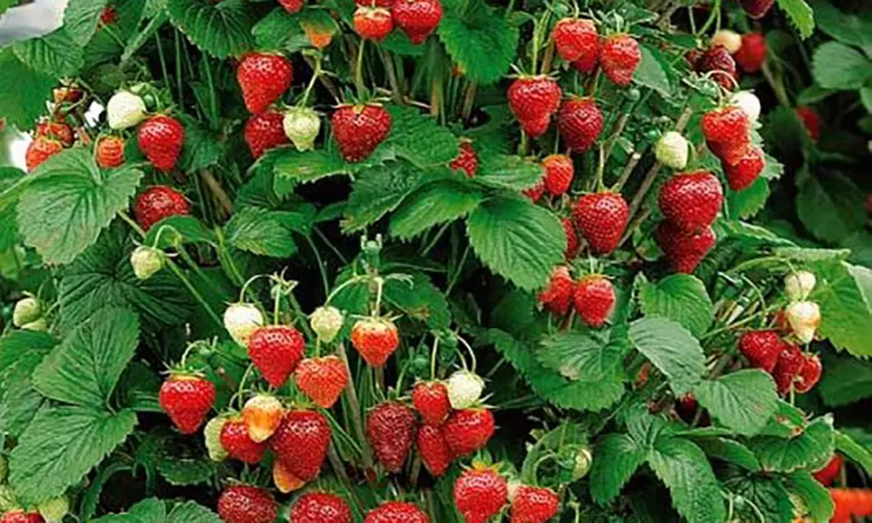 Fino a 40 piante di fragole rampicanti Mount Everest - Image 6