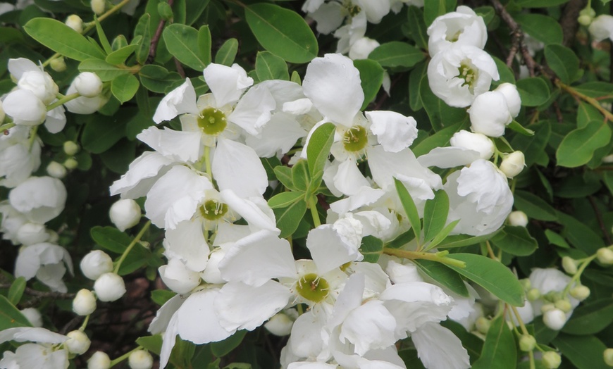 Image 1: Exochorda the Bride Plant