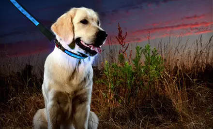 $12.99 for a Pico LED Dog Collar and Leash ($69.98 List Price). Two Colors and Multiple Sizes Available. Free Returns. - Primary Image