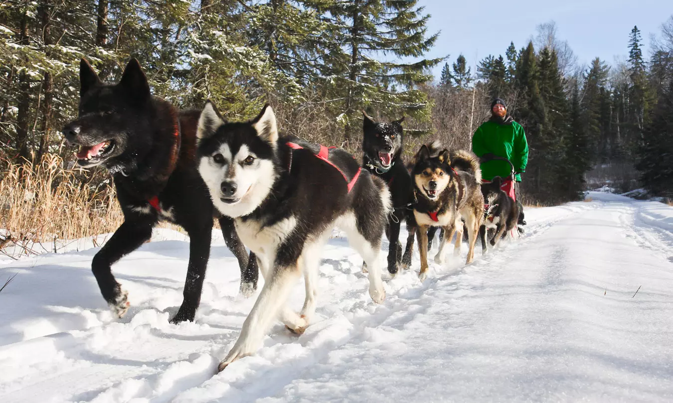 Single-Day Dogsledding Trip at White Wilderness Sled Dog Adventures from March 7 to March 20 (Up to 30% Off) - Second Medium