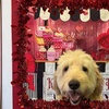 Image 7: Weekday Fun and Care with One, Three or Five Days of Dog Daycare