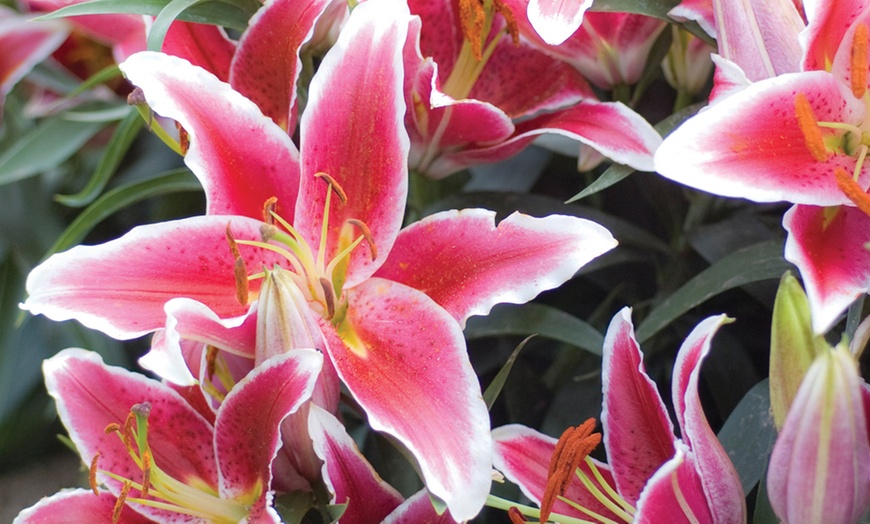 Image 7: Lily 'Dazzler' 24 Bulbs