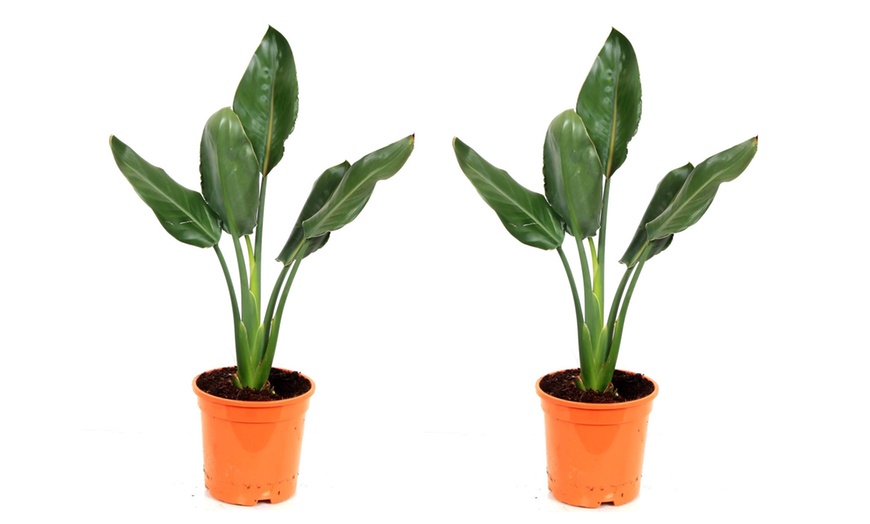 Image 2: Plante Strelitzia Reginae