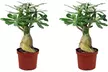 2x oder 4x Wüstenrose (Adenium Obesum), inkl. Versand - Second Medium