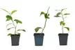 Citrus Trees Collection Lemon, Lime or Orange -1, 2 or 3 Potted Plants - Second Medium
