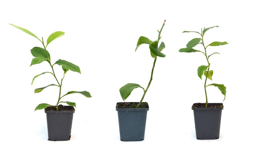 Image 6: Citrus Trees Collection Lemon, Lime or Orange -1, 2 or 3 Potted Plants