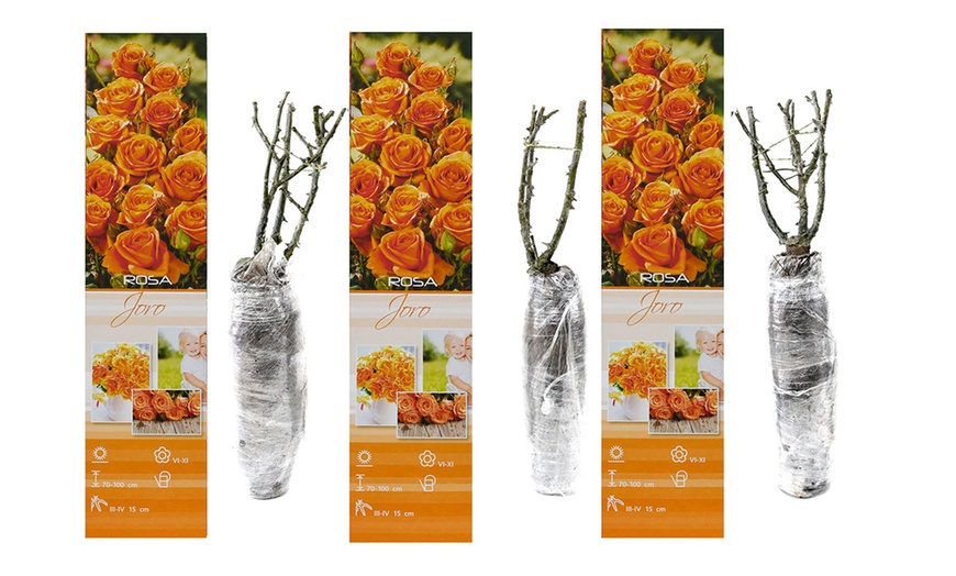 Image 2: Lot de 3 rosiers "Joro" oranges