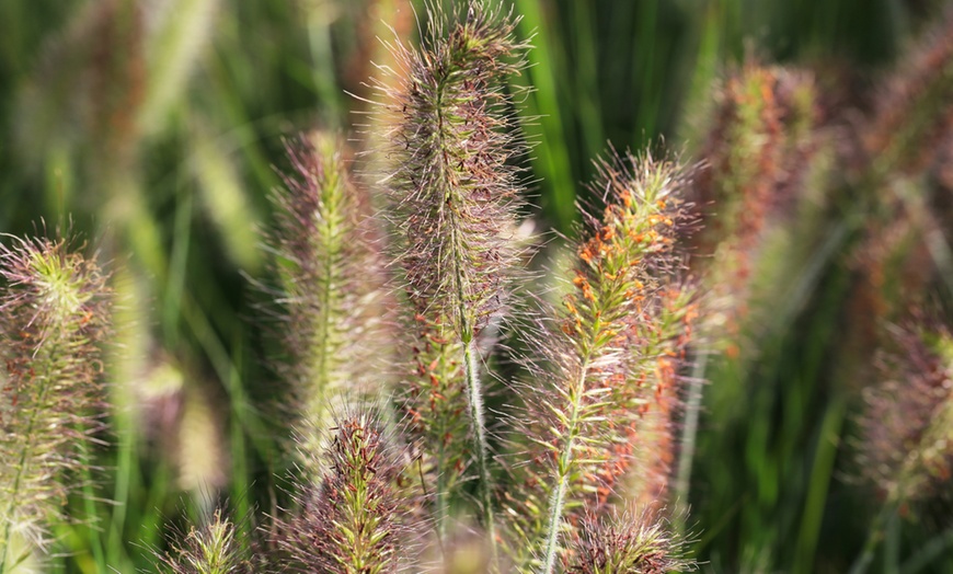 Image 3: Pennisetum 'Fountain' Grass - 1, 2, or 3 Potted Plants