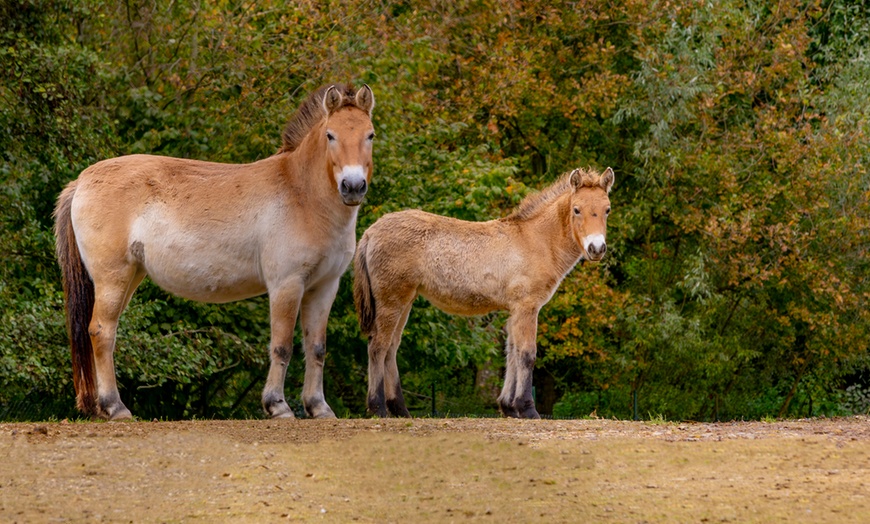 Image 14: Eintrittskarte für GaiaZOO