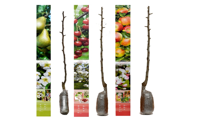 Image 13: Lot de 3, 5 ou 10 arbres fruitiers fuseaux