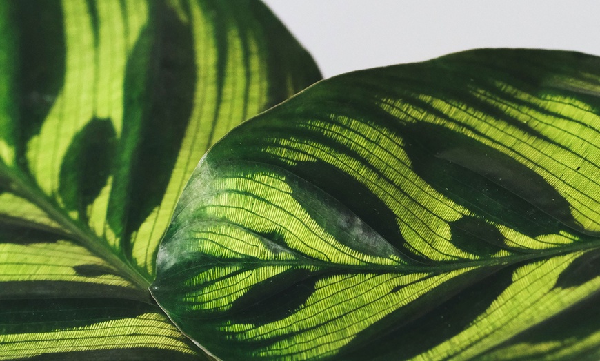 Image 11: Calathea, keuze uit 3 variëteiten