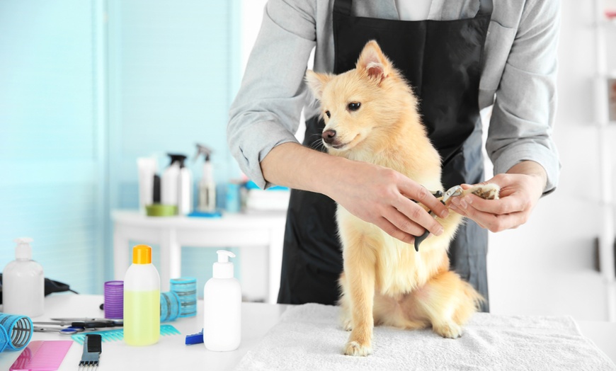 Image 1: Sesión de baño y cuidados para perros, con opción a corte y secado