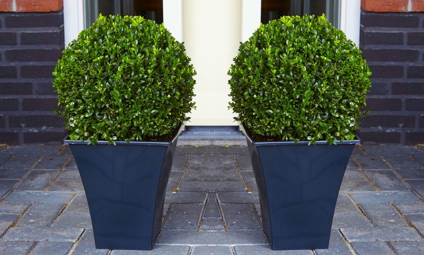 Image 1: Two Buxus Topiary Balls
