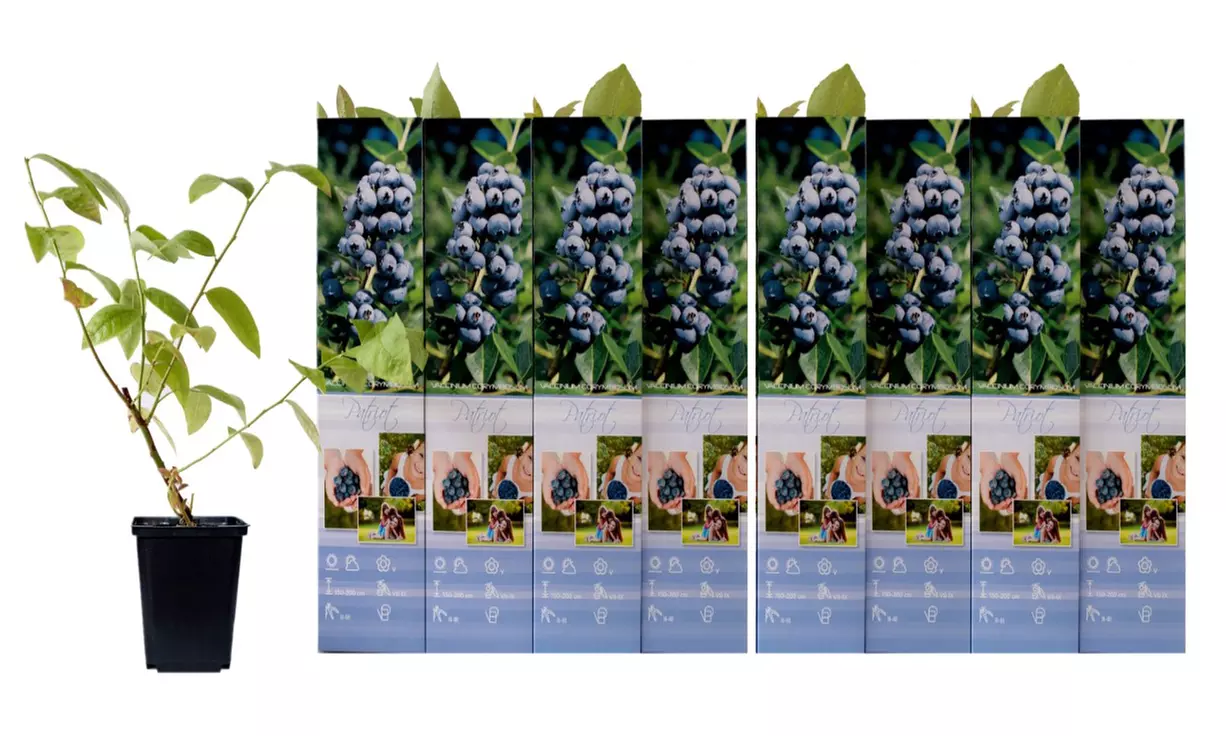 Lot de 4 plants de Myrtilles