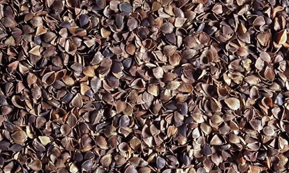 Makura Buckwheat Hull Rejuvenating Pillow (1- or 2-Pack) - Second Medium