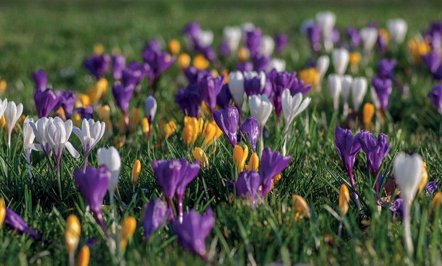 Image 4: 100 or 200 Crocus Botanical Mixed Bulbs