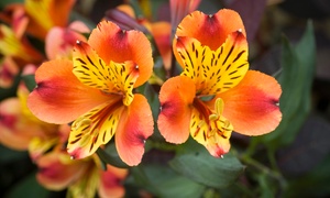 Alstroemeria Indian Summer 1,...