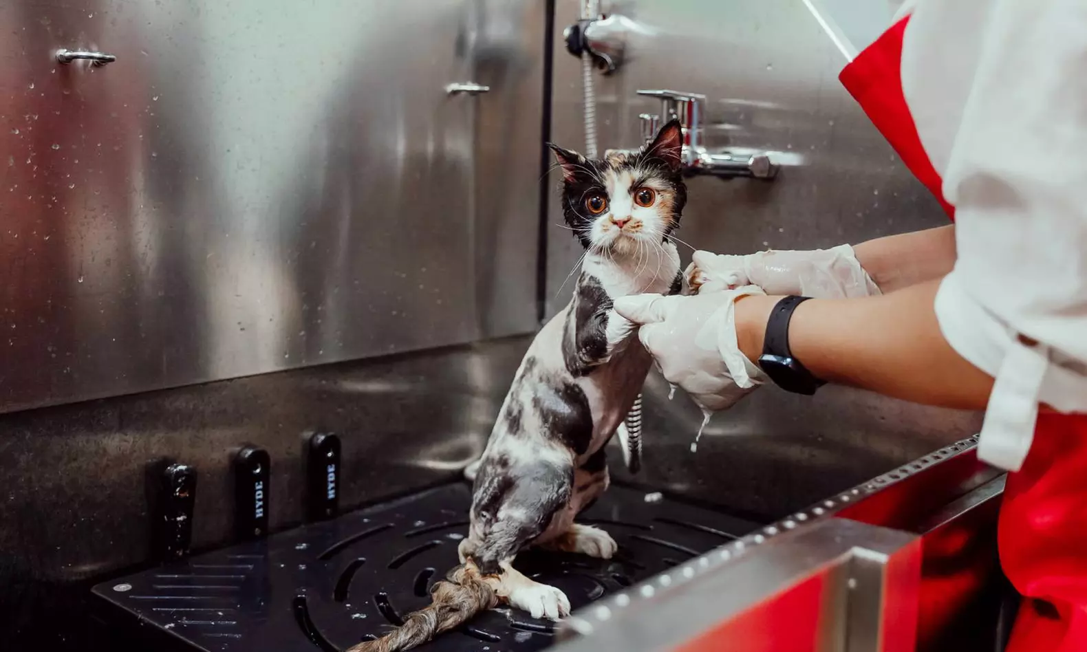 Basic or Full Grooming for Cats or Dogs at Pets Habitat (Up To 51% Off) - Primary Image