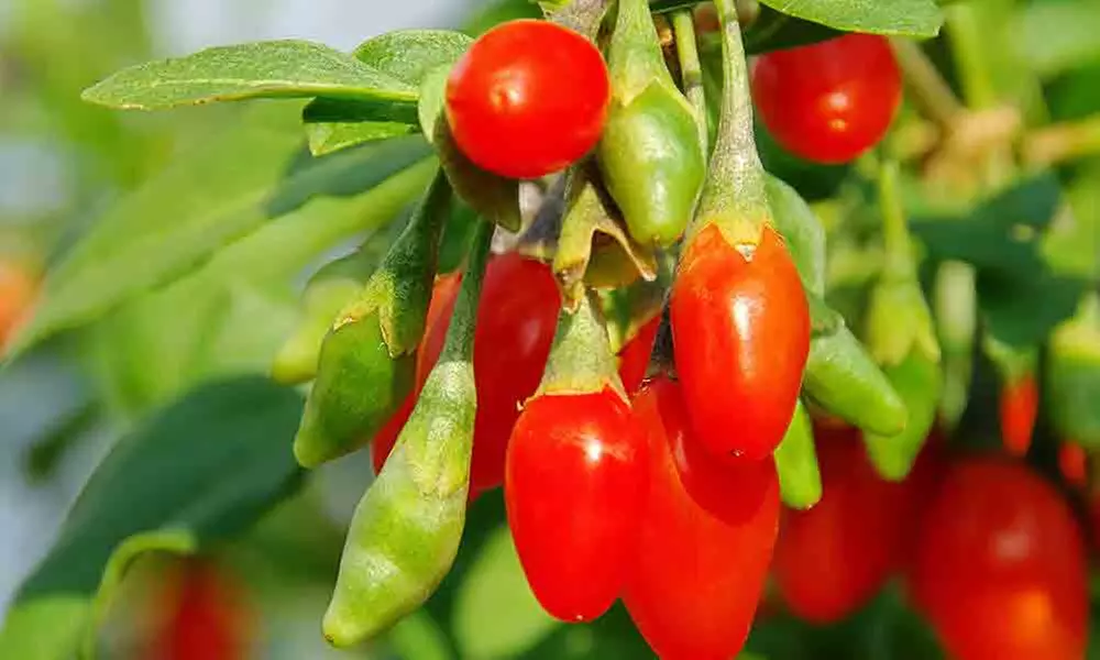 Planta de Goji, Paquete de 4, Variedad de Tamaños - Primary Image