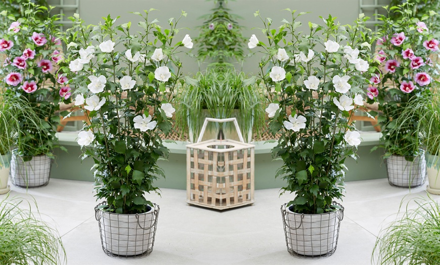 Image 2: Hibiscus Flower Tower White - 1, 2 or 3 Potted Plants