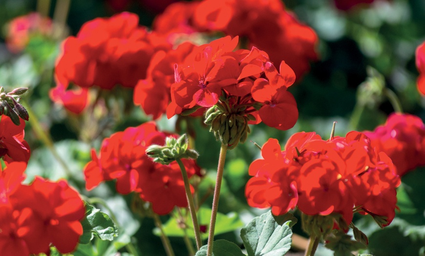 Image 2: 15 or 30 Geranium Best Red Garden-Ready Plants