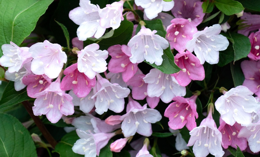 Image 2: Weigela Towers of Flowers Apple Blossom - 1 or 2 Plants