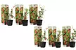 Lot de 3 ou 6 plants de baie de Goji, 25-40 cm à la livraison - Second Medium