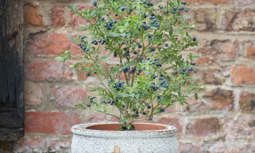 Image 2: Blueberry Dwarf Blue Sapphire - 1, 3 or 6 Plants in 5 Litre Pots