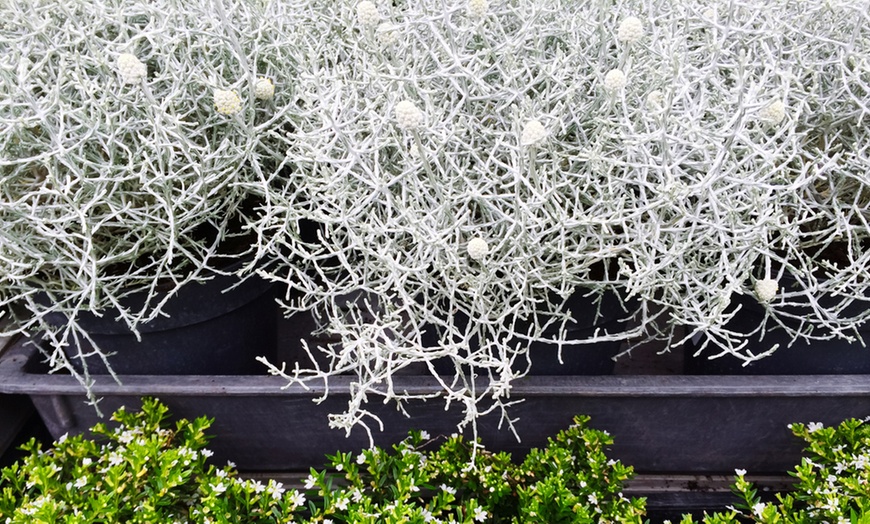 Image 3: Set of Six Silver Shrub Plants