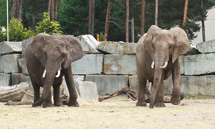 Image 2: 1 Ticket für den Safaripark