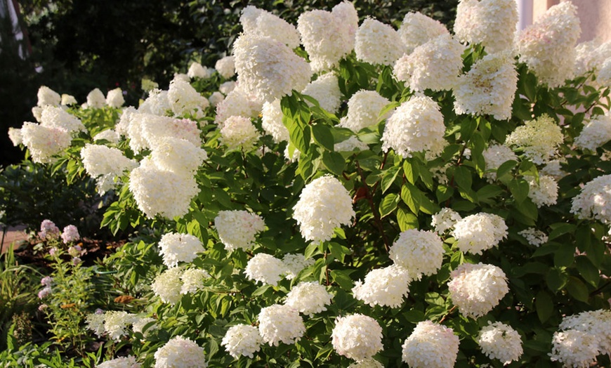 Image 1: Hydrangea Paniculata Selection - 1, 2 or 3 Potted Plants