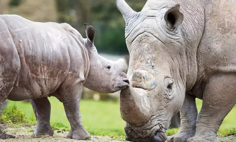 Journée ou séjour au ZooParc de Beauval avec Wonderbox Connect