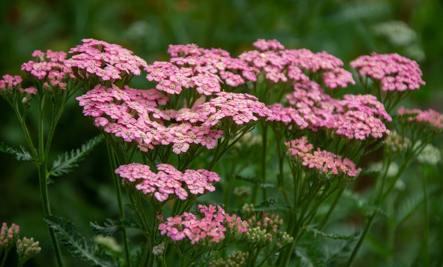 Image 3: Perennial Achillea 'Sunrise' Collection - 3 or 6 Potted Plants