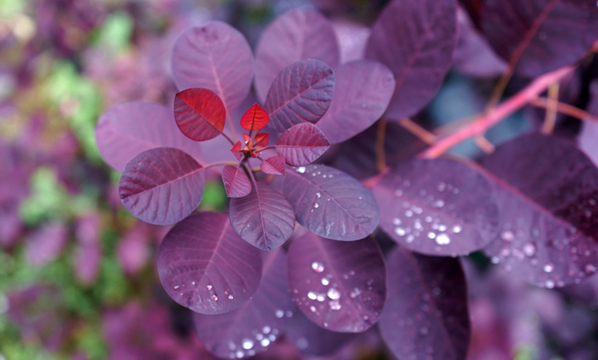 Image 3: Up to Three Potted Smoke Bush Cotinus Magical Torch Plants