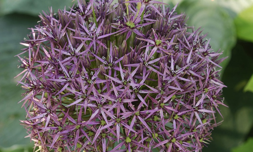 Image 3: Allium bloembollen