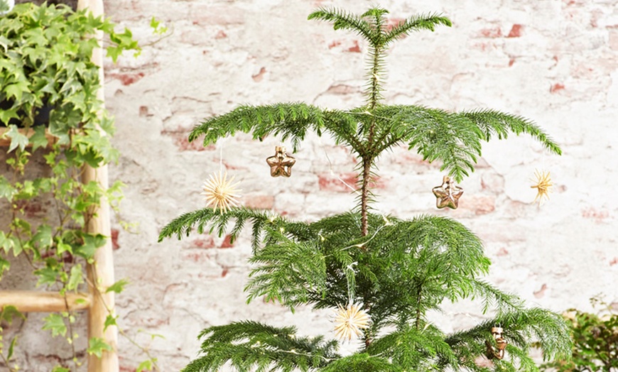 Image 3: Araucaria Indoor Pine Tree