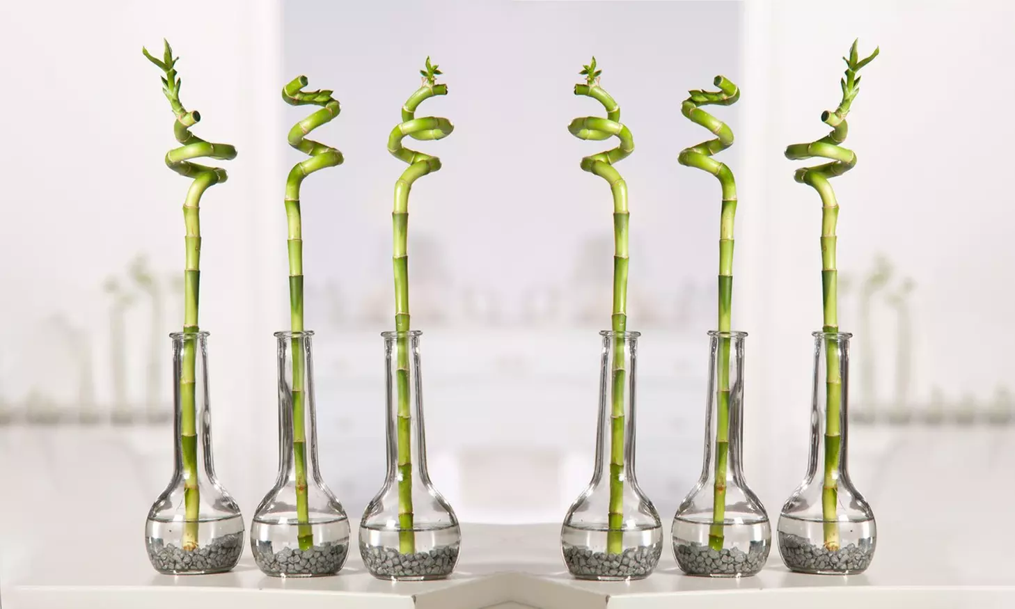 6 ou 12 plantes de bambou porte-bonheur