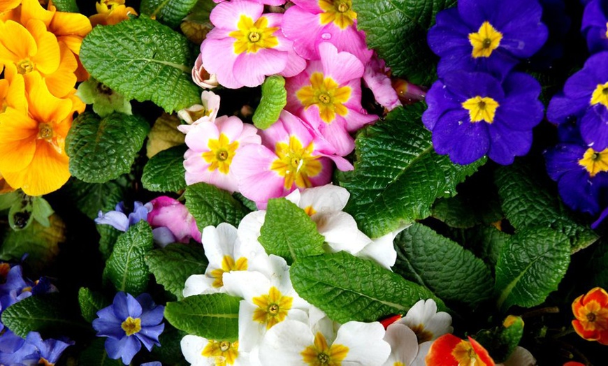 Image 3: Up to 72 Plants Primrose Giant Flowered Mix